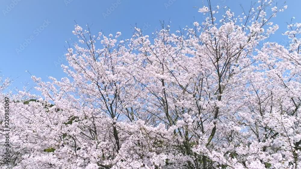 桜 ソメイヨシノ 桜 ソメイヨシノ