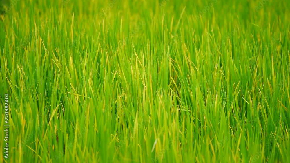 Nature Video The rice fields background during the period of planting rice in the morning are wind-blowing and sunlight. In agriculture and environmental concepts. Nature Video The rice fields background during the period of planting rice in the morning are wind-blowing and sunlight. In agriculture and environmental concepts.