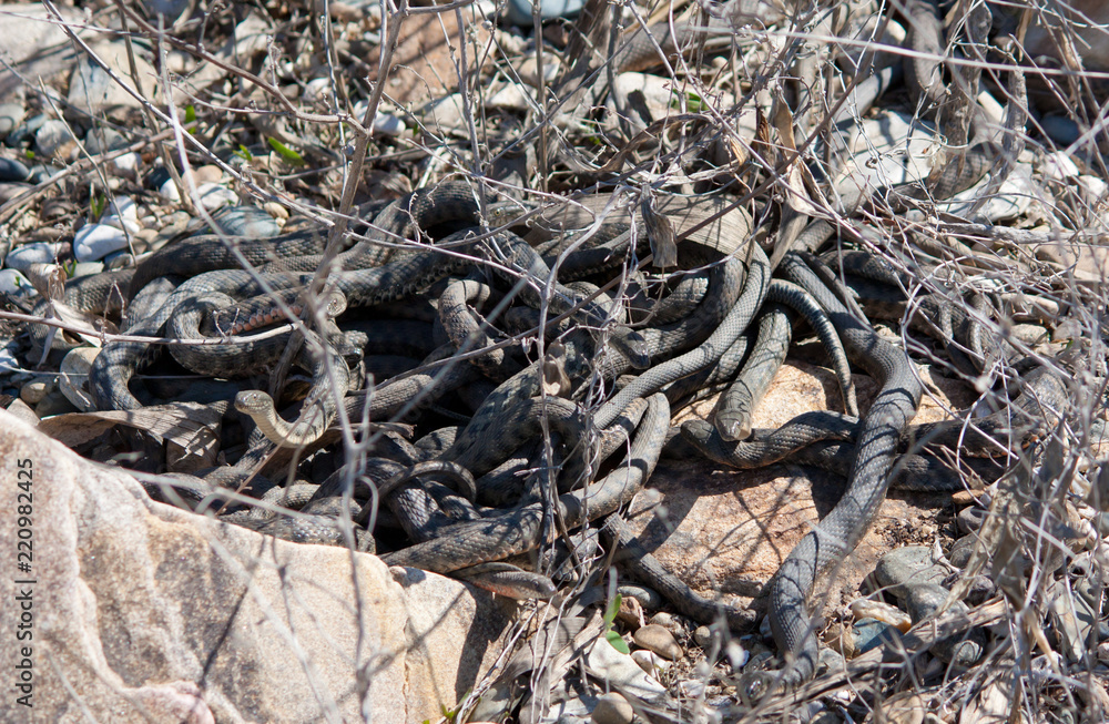 Elaphe dione, commonly known as Dione's ratsnake, the steppe ratsnake, or the steppes ratsnake, is a species of snake in the family Colubridae Elaphe dione, commonly known as Dione's ratsnake, the steppe ratsnake, or the steppes ratsnake, is a species of snake in the family Colubridae