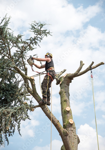 Arborist roped to the top of a tree trims branches with a chainsaw.