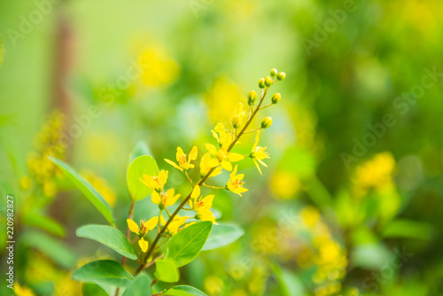 Spring background with soft focus beautiful yellow flowers