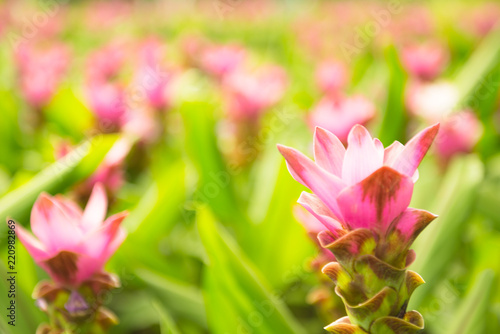 Field of blooming pink flower