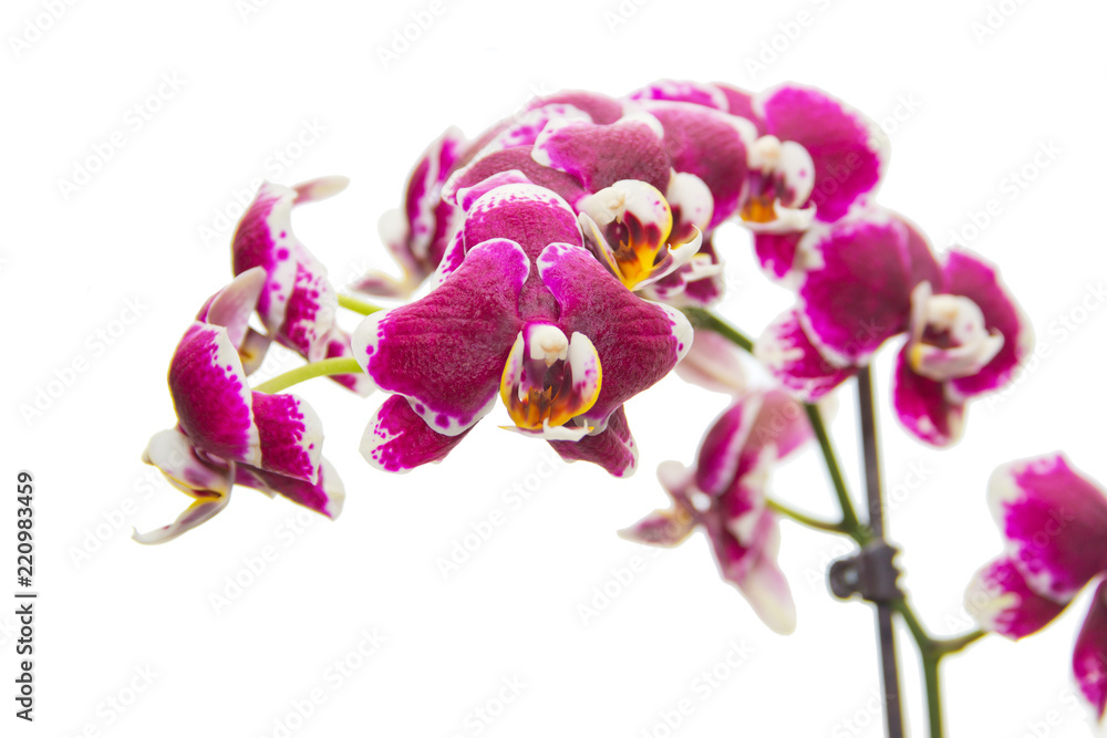 Beautiful Orchid flower isolated on white background Beautiful Orchid flower isolated on white background