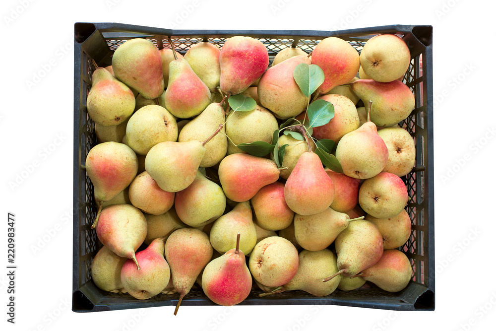Background of a large number of ripe pears. Background of a large number of ripe pears.