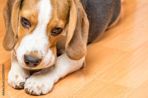 Small hunting dog gnaws a bone holding it with a paw