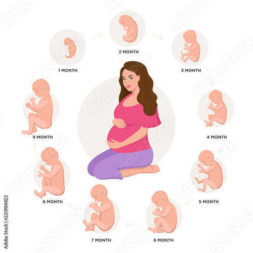 Pregnant woman and embryonic development month by month cycle from 1 to 9 month to birth with embryo icons medical infographic elements isolated on white background, vector flat illustration set.
