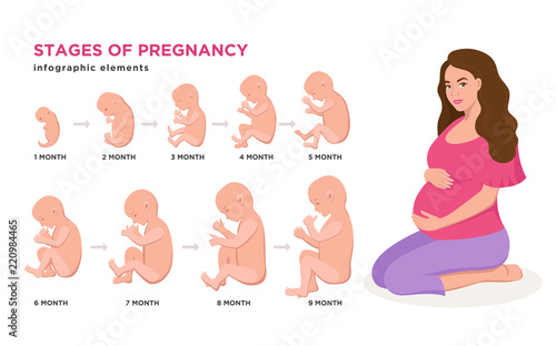 Pregnant woman and embryonic development month by month cycle from 1 to 9 month to birth with embryo icons medical infographic elements isolated on white background, vector flat illustration set.