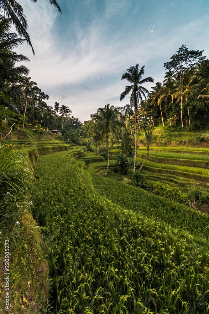 Tegalalang terrazas de arroz en Bali, Indonesia.