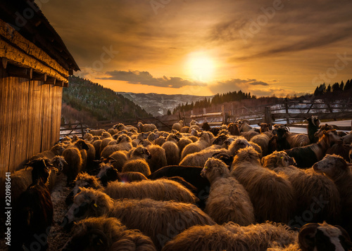 Sheep herd at sunset in Romania
