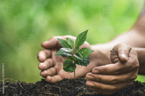 Plant a tree Watering In nature Hand Planting