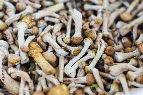 freshly picked small mushrooms,a handful of mushrooms
