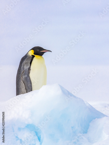 Penguin amdist blue ice