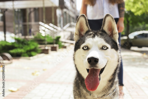 Young beautiful curvy woman walking her cute furry siberian husky dog on city streets. Female in blue jeans and white cotton blouse with funny pet sticking tongue out. Background, copy space, close up