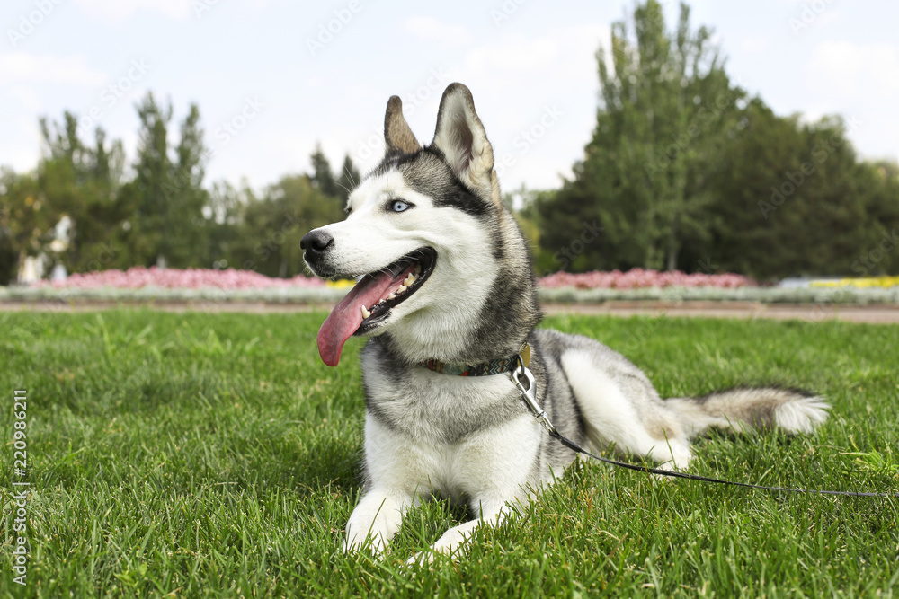 Funny siberian husky dog with pointy ears & long tongue sticking out on a walk. Leashed domestic purebred pet resting on green mawed grass lawn of city central park. Background, copy space, close up.