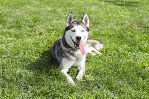 Funny siberian husky dog with pointy ears & long tongue sticking out on a walk. Leashed domestic purebred pet resting on green mawed grass lawn of city central park. Background, copy space, close up.