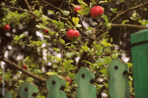 apple garden