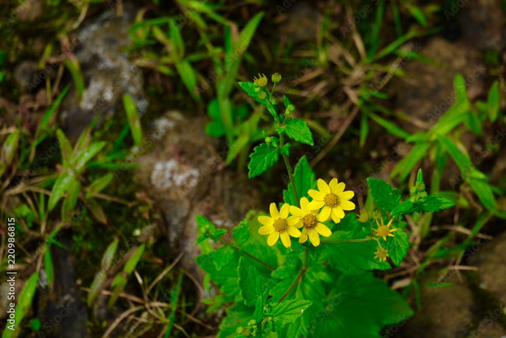 small wild sunflower small wild sunflower