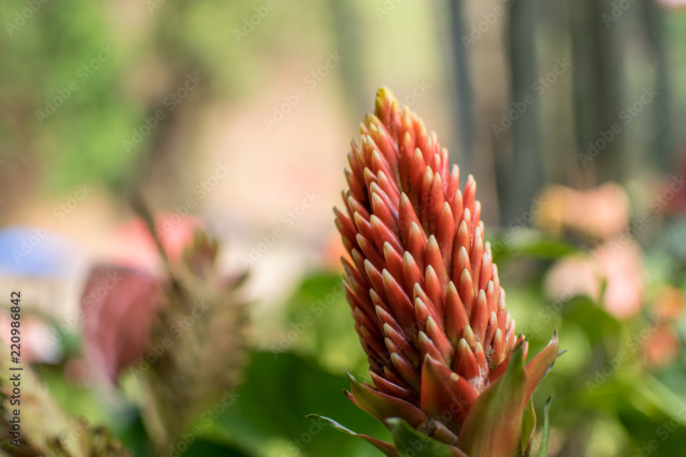 Red flowers and beautiful blurred background Red flowers and beautiful blurred background