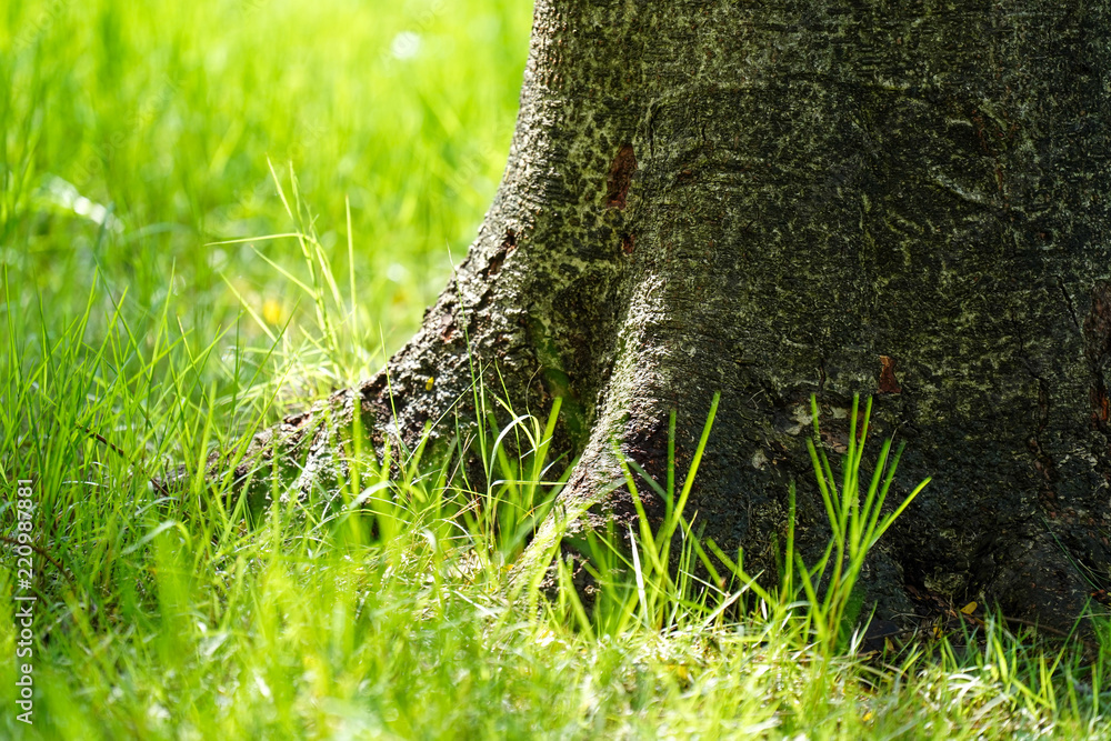 Obraz premium Tree root with a little green grass park with light background, nature at garden with green tree on summer.