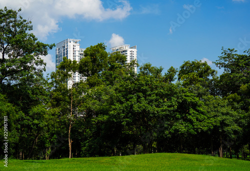 park in city of Bangkok in Thailand, with office building against clear blue sky with green leaves frame.