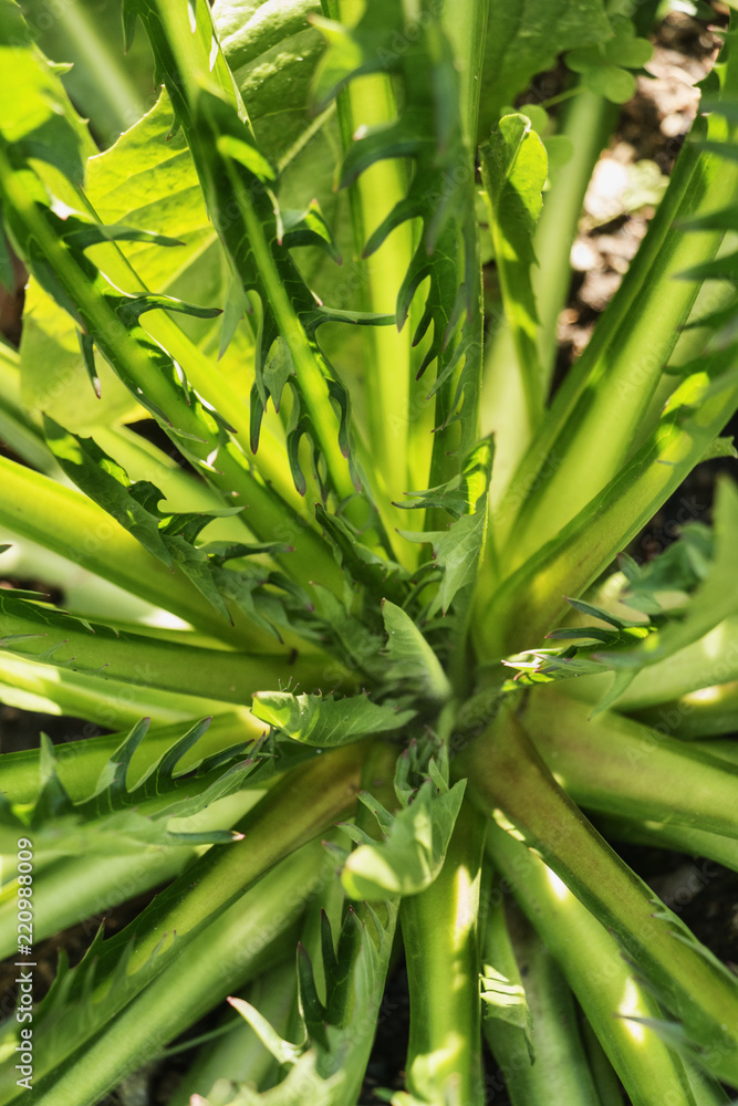 Obraz premium Chicory catalogna