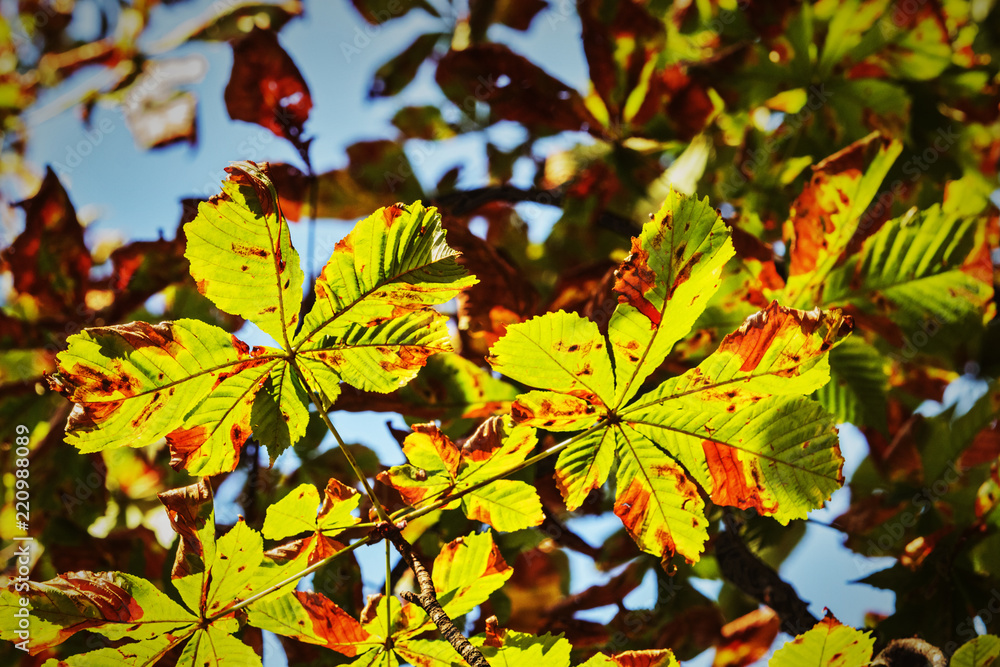 Horse chestnut leaves Horse chestnut leaves