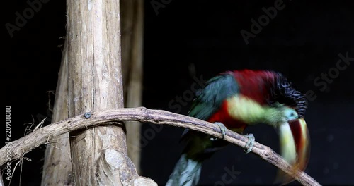 Close-up Portrait Of A Curl-Crested Aracari (Pteroglossus Beauharnaesii) Perched On The Tree Branch. Also Known As The Curly-Crested Aracari - DCi 4K Resolution photo