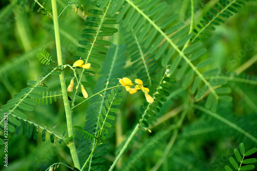 Sesbania aculeata plants growing near village