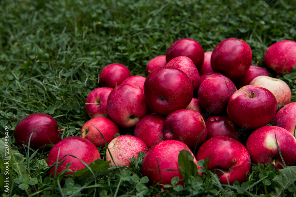 Apples Apples