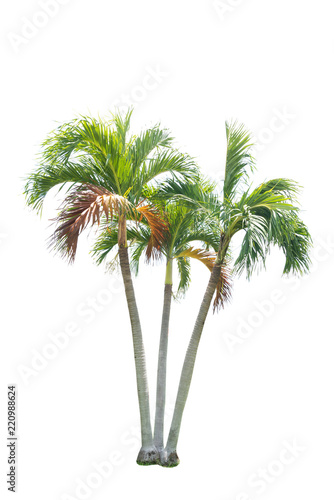 Green beautiful palm tree isolated on white background