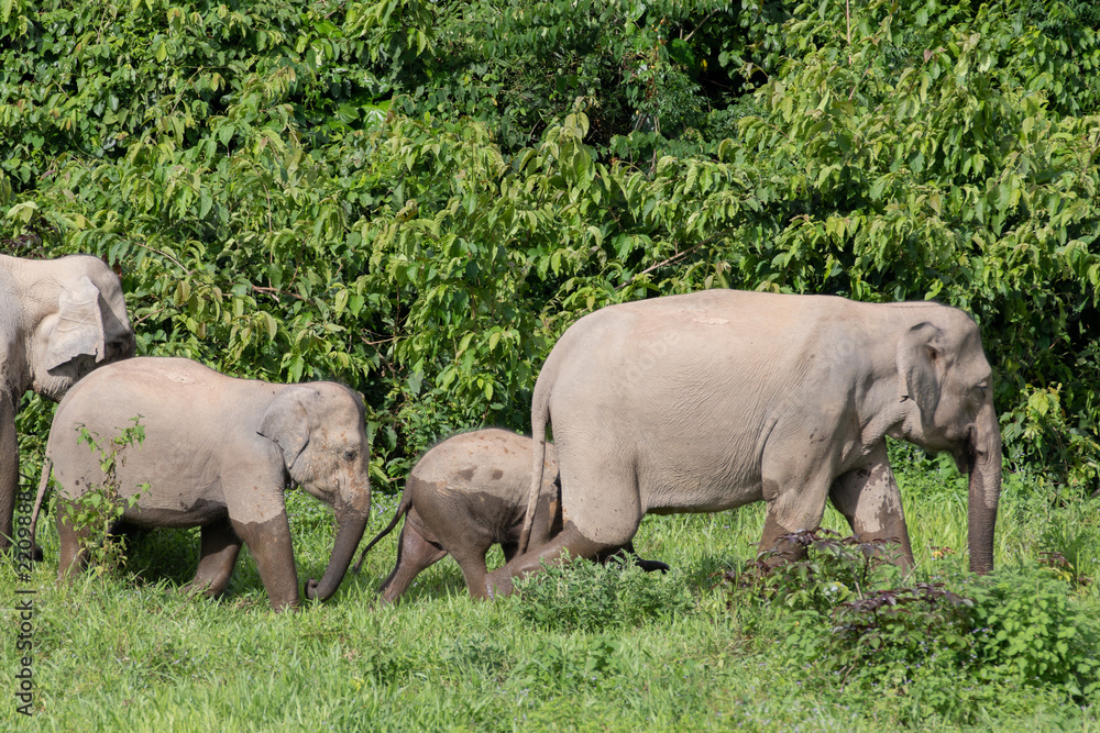 Obraz premium Asiatic Elephant is big five animal in asia