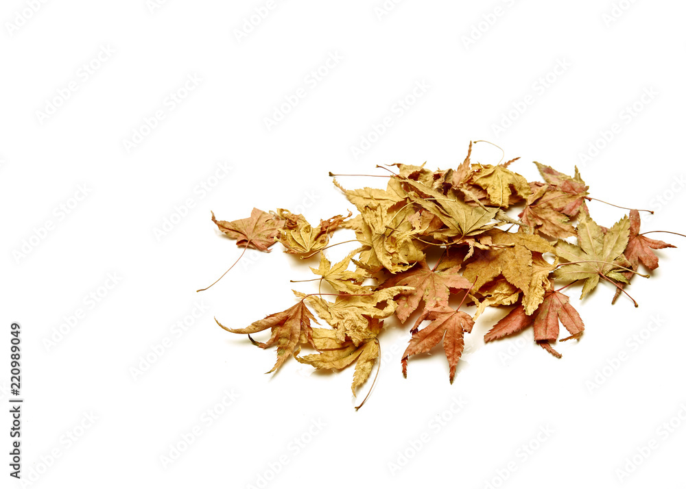 Obraz premium Autumn background falling leaves