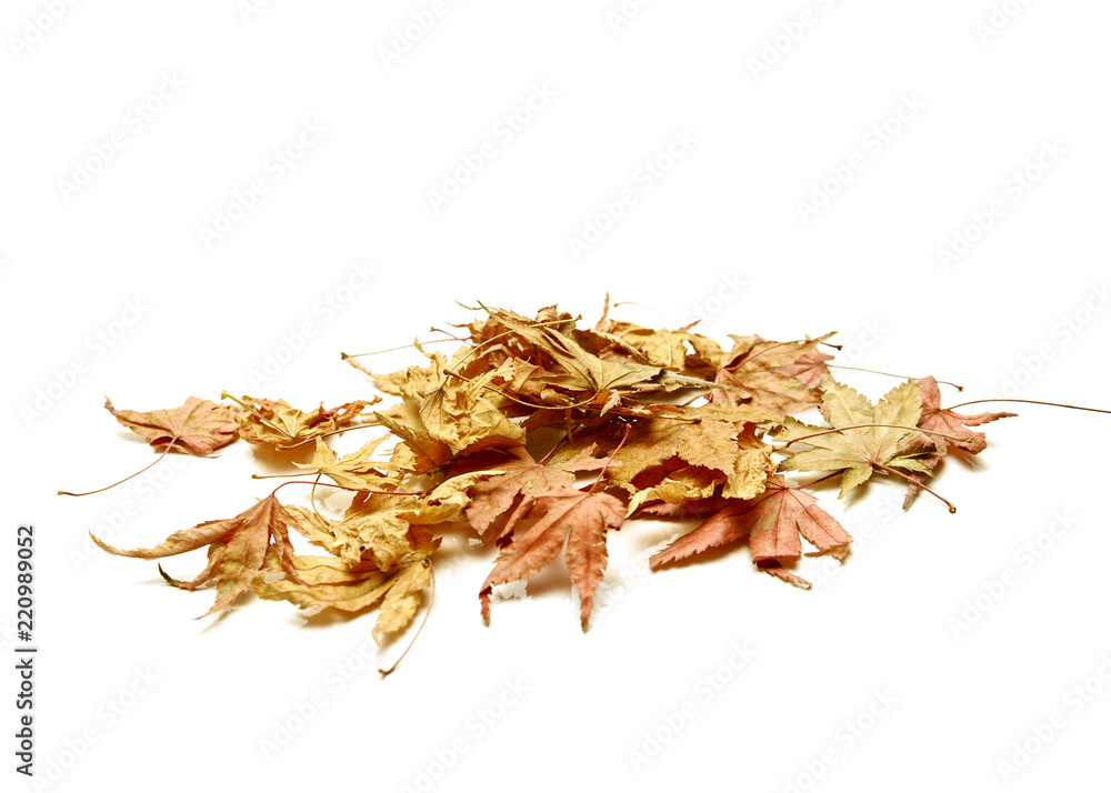 Obraz premium Autumn background falling leaves