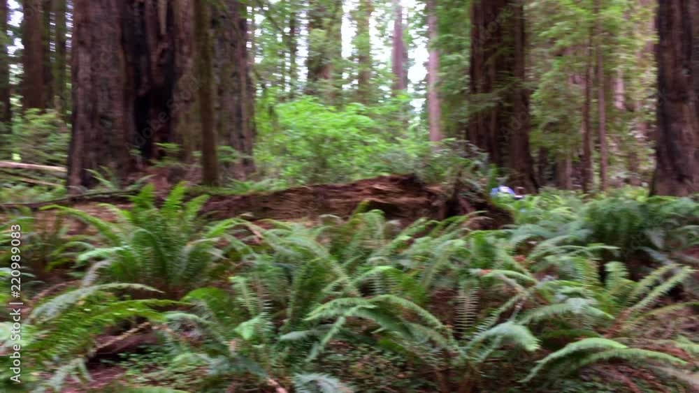 Redwood National Forest trees Redwood National Forest trees