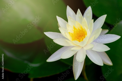 Beautiful White Lotus Flower with Yellow stamen ,Green leaf in pond