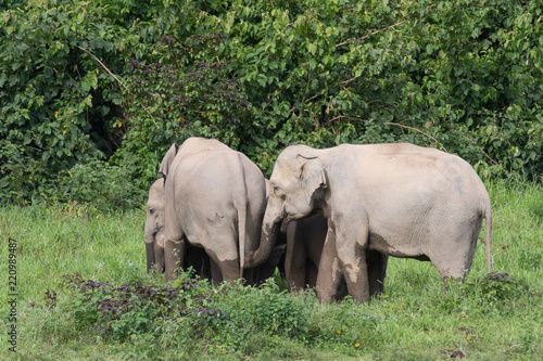 Asiatic Elephant is big five animal in asia