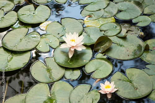 Fototapeta Naklejka Na Ścianę i Meble -  water lilies pink flowers, beautiful water lilies