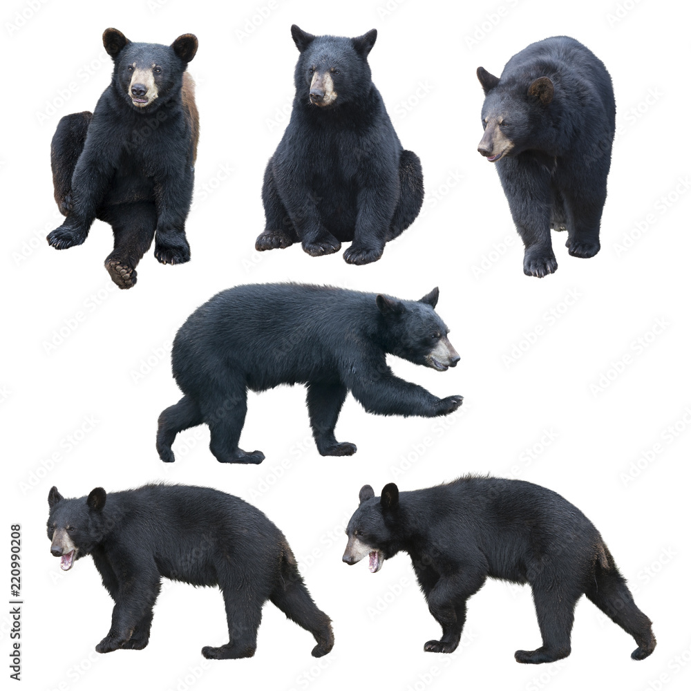 Black bear collection on white background