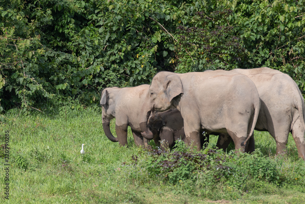 Fototapeta premium Asiatic Elephant is big five animal in asia