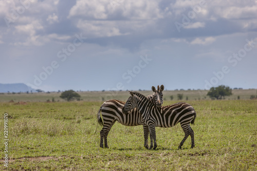Two Zebras in Etosha National Park