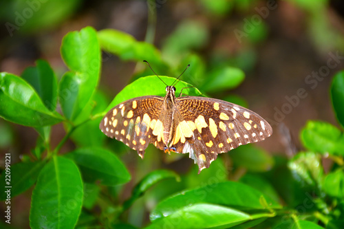 colorful butterfy sitting on leaf in garden at noon time