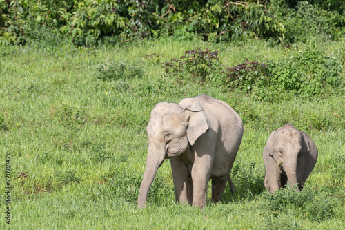 Asiatic Elephant is big five animal in asia