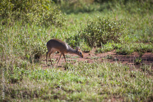 Dik-Dik small Antelope in the Serengeti photo