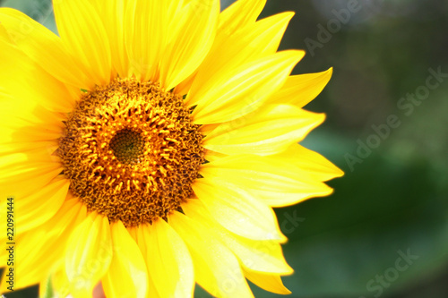 sunflower with copy space
