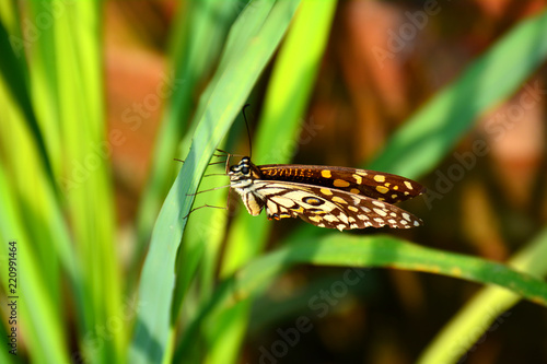 colorful butterfy sitting on leaf in garden at noon time