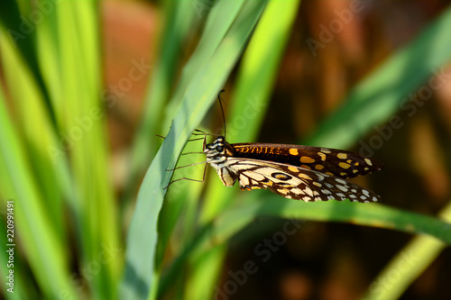colorful butterfy sitting on leaf in garden at noon time