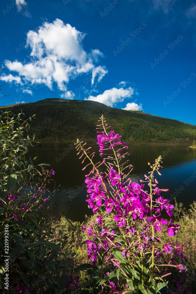 Naklejka premium Lake in the Altai Mountains, Siberia