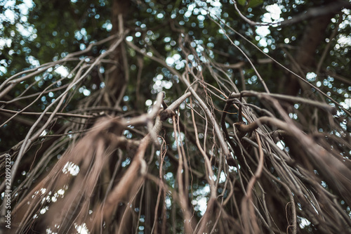 Raíces y lianas en los árboles