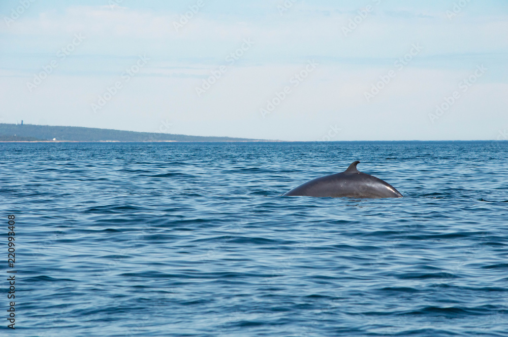 Fototapeta premium minke whale breach