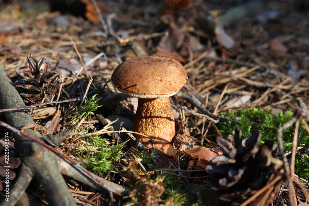 The mushroom grows in the forest. Dry leaves. Moss. Cones and conifers. Forest carpet. Macro The mushroom grows in the forest. Dry leaves. Moss. Cones and conifers. Forest carpet. Macro
